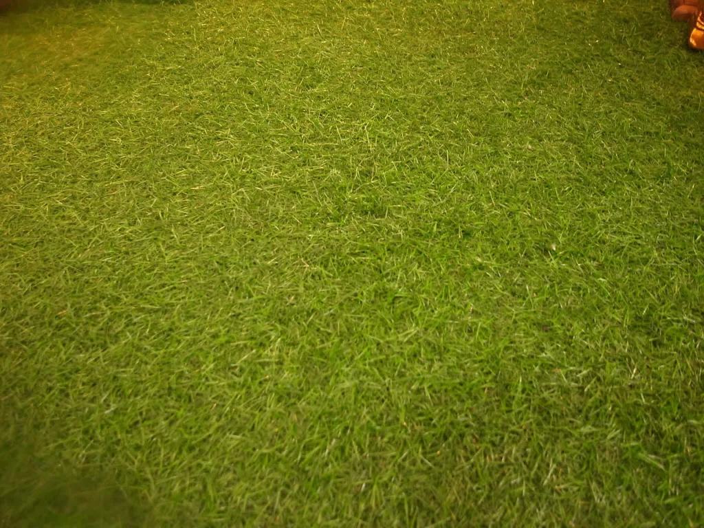 人工草皮